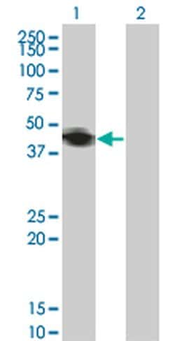 Invitrogen RNF133 Monoclonal Antibody (3D6) 100 &mu;g; Unconjugated:Antibodies,