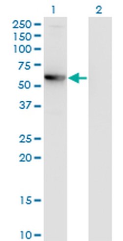 Invitrogen CCDC83 Monoclonal Antibody (3E3) 100 &mu;g; Unconjugated:Antibodies,