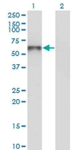Invitrogen UNC5CL Monoclonal Antibody (3G7) 100 &mu;g; Unconjugated:Antibodies,