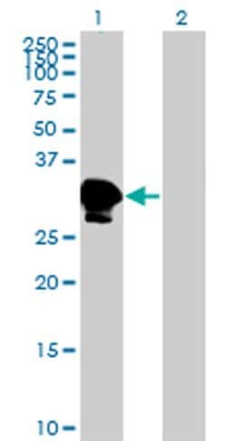 Invitrogen ZNF396 Monoclonal Antibody (2F8) 100 &mu;g; Unconjugated:Antibodies,
