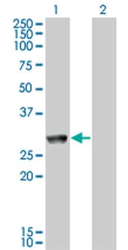Invitrogen GK5 Monoclonal Antibody (2C11) 100 &mu;g; Unconjugated:Antibodies,