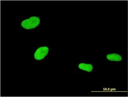 Invitrogen ZKSCAN4 Monoclonal Antibody (1D2) 100 &mu;g; Unconjugated:Antibodies,