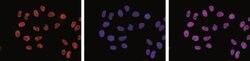 Invitrogen Phospho-RNA pol II CTD (Ser2) Monoclonal Antibody 50 &mu;g;