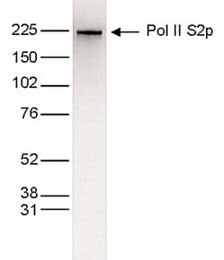 Invitrogen Phospho-RNA pol II CTD (Ser2) Monoclonal Antibody 50 &mu;g;