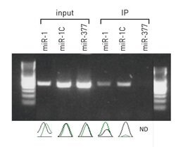 AGO2 Monoclonal Antibody, Invitrogen 100 &mu;g; Unconjugated:Antibodies,