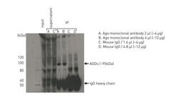 AGO2 Monoclonal Antibody, Invitrogen 100 &mu;g; Unconjugated:Antibodies,