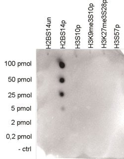 Invitrogen Phospho-Histone H2B (Ser14) Monoclonal Antibody 50 &mu;g; Unconjugated:Antibodies,
