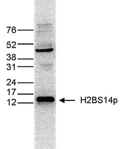 Invitrogen Phospho-Histone H2B (Ser14) Monoclonal Antibody 50 &mu;g; Unconjugated:Antibodies,