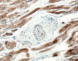 Invitrogen IL17D Monoclonal Antibody (246018) 100 &mu;g; Unconjugated:Antibodies,