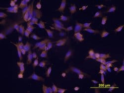 Invitrogen ESAM Monoclonal Antibody (408519) 100 &mu;g; Unconjugated:Antibodies,