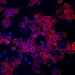 Invitrogen CCRL2 Monoclonal Antibody (498321) 100 &mu;g; Unconjugated:Antibodies,
