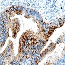 Invitrogen N2DL4 Monoclonal Antibody (709116) 100 &mu;g; Unconjugated:Antibodies,
