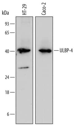 Invitrogen N2DL4 Monoclonal Antibody (709116) 100 &mu;g; Unconjugated:Antibodies,