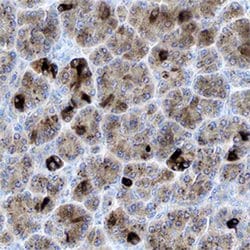 Invitrogen BSSP4 Monoclonal Antibody (725445) 100 &mu;g; Unconjugated:Antibodies,