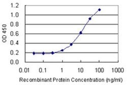 Invitrogen RLF Monoclonal Antibody (2G2) 100 &mu;g; Unconjugated:Antibodies,