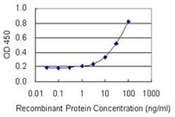 Invitrogen RPLP1 Monoclonal Antibody (1G10) 100 &mu;g; Unconjugated:Antibodies,