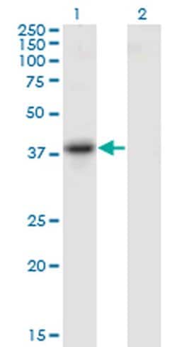 Invitrogen SERPINB10 Monoclonal Antibody (2B8) 100 &mu;g; Unconjugated:Antibodies,