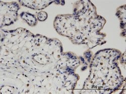 Invitrogen PIGQ Monoclonal Antibody (2B7) 100 &mu;g; Unconjugated:Antibodies,