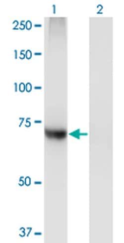 Invitrogen PIGQ Monoclonal Antibody (2B7) 100 &mu;g; Unconjugated:Antibodies,