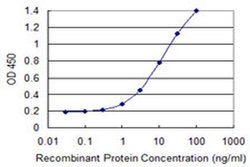 Invitrogen ZNF69 Monoclonal Antibody (1E3) 100 &mu;g; Unconjugated:Antibodies,