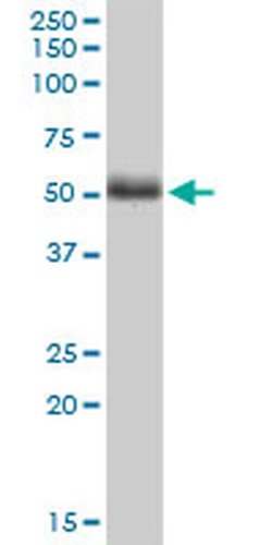 Invitrogen TWF2 Monoclonal Antibody (2B5) 100 &mu;g; Unconjugated:Antibodies,