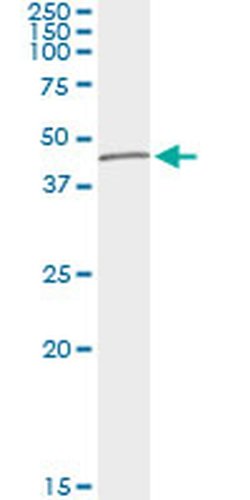 Invitrogen TUBD1 Monoclonal Antibody (3C7) 100 &mu;g; Unconjugated:Antibodies,