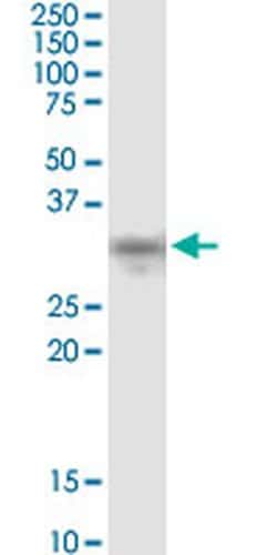 Invitrogen NDFIP2 Monoclonal Antibody (2C7) 100 &mu;g; Unconjugated:Antibodies,