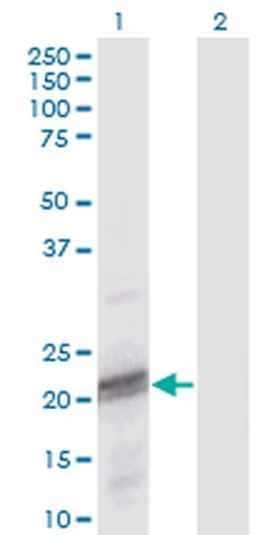 Invitrogen ODAM Monoclonal Antibody (2F8) 100 &mu;g; Unconjugated:Antibodies,