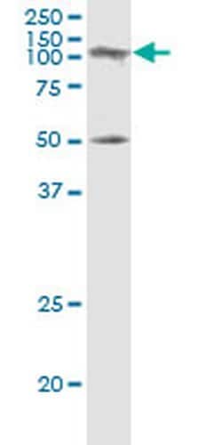 Invitrogen SAGE1 Monoclonal Antibody (5C1) 100 &mu;g; Unconjugated:Antibodies,