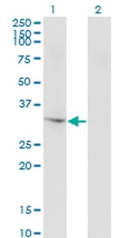 Invitrogen THG1L Monoclonal Antibody (4F11) 100 &mu;g; Unconjugated:Antibodies,