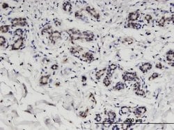 Invitrogen CCDC115 Monoclonal Antibody (4E9) 100 &mu;g; Unconjugated:Antibodies,