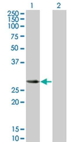 Invitrogen SLA2 Monoclonal Antibody (3G5) 100 &mu;g; Unconjugated:Antibodies,
