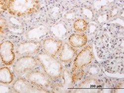 Invitrogen ACCS Monoclonal Antibody (1D2) 100 &mu;g; Unconjugated:Antibodies,