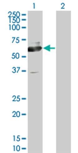 Invitrogen ACCS Monoclonal Antibody (1D2) 100 &mu;g; Unconjugated:Antibodies,