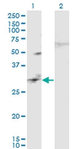 Invitrogen CAPS2 Monoclonal Antibody (3C6) 100 &mu;g; Unconjugated:Antibodies,
