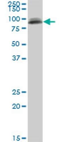 Invitrogen PIGS Monoclonal Antibody (3F3) 100 &mu;g; Unconjugated:Antibodies,