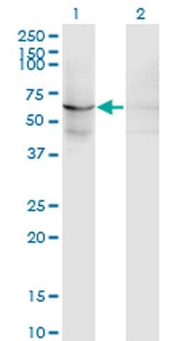 Invitrogen EFHC1 Monoclonal Antibody (4E7) 100 &mu;g; Unconjugated:Antibodies,