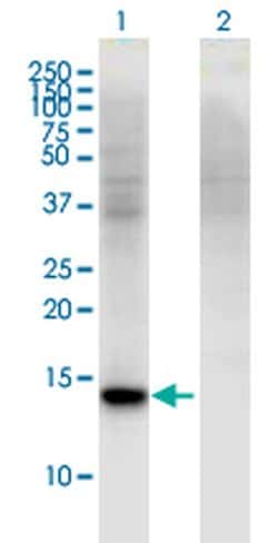 Invitrogen RBP7 Monoclonal Antibody (4F4) 100 &mu;g; Unconjugated:Antibodies,