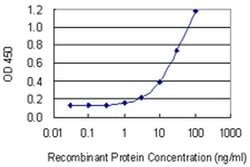 Invitrogen BNIPL Monoclonal Antibody (2C8) 100 &mu;g; Unconjugated:Antibodies,