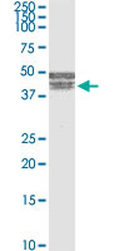 Invitrogen BNIPL Monoclonal Antibody (2C8) 100 &mu;g; Unconjugated:Antibodies,