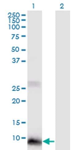 Invitrogen POLR2J2 Monoclonal Antibody (1B2) 100 &mu;g; Unconjugated:Antibodies,