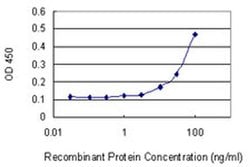 Invitrogen FMN1 Monoclonal Antibody (4F4) 100 &mu;g; Unconjugated:Antibodies,