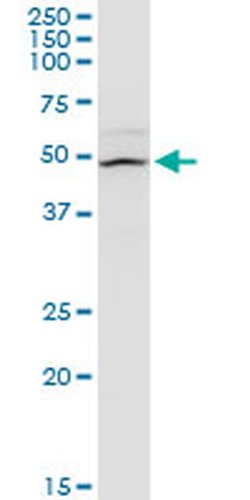 Invitrogen FMN1 Monoclonal Antibody (4F4) 100 &mu;g; Unconjugated:Antibodies,