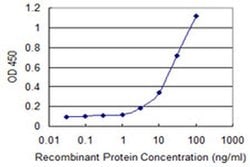 Invitrogen RCAN1 Monoclonal Antibody (4D9-G3) 100 &mu;g; Unconjugated:Antibodies,