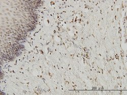 Invitrogen HYI Monoclonal Antibody (2A2) 100 &mu;g; Unconjugated:Antibodies,