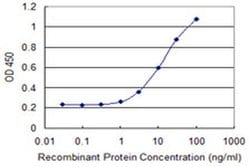 Invitrogen C7orf38 Monoclonal Antibody (4E4) 100 &mu;g; Unconjugated:Antibodies,