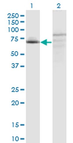 Invitrogen C7orf38 Monoclonal Antibody (4E4) 100 &mu;g; Unconjugated:Antibodies,