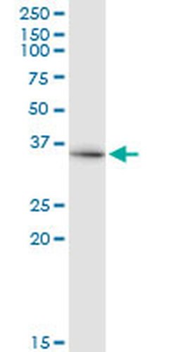 Invitrogen DCAF8 Monoclonal Antibody (4G8) 100 μg; Unconjugated:Antibodies,