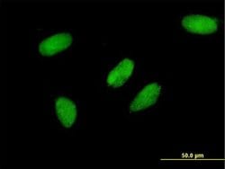 Invitrogen TCEA3 Monoclonal Antibody (2C9) 100 &mu;g; Unconjugated:Antibodies,