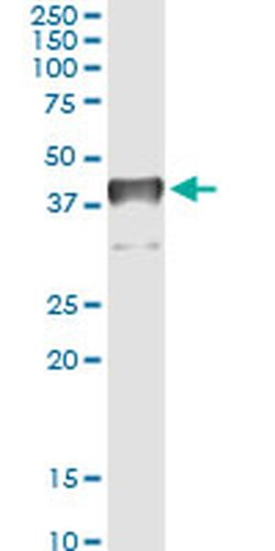 Invitrogen TCEA3 Monoclonal Antibody (2C9) 100 &mu;g; Unconjugated:Antibodies,